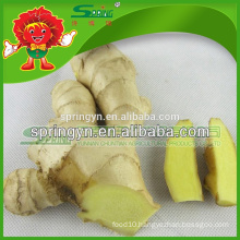 2015 Hotsale youth Ginger pickled ginger price per ton